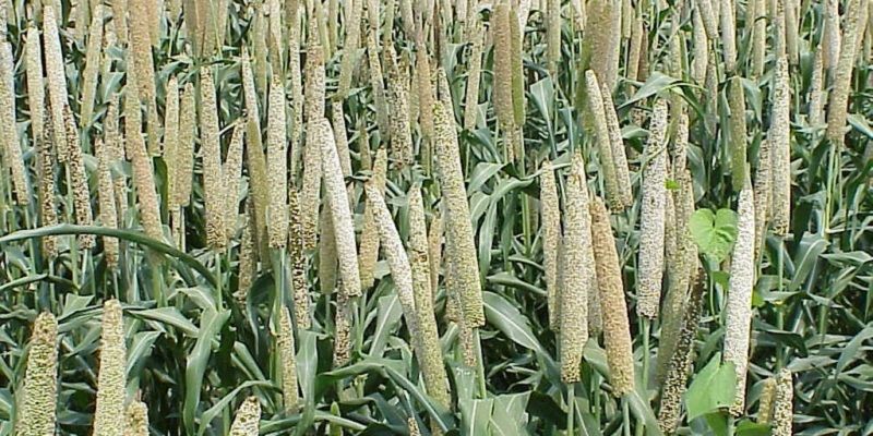 Bringing back millets- the super crop of our ancestors