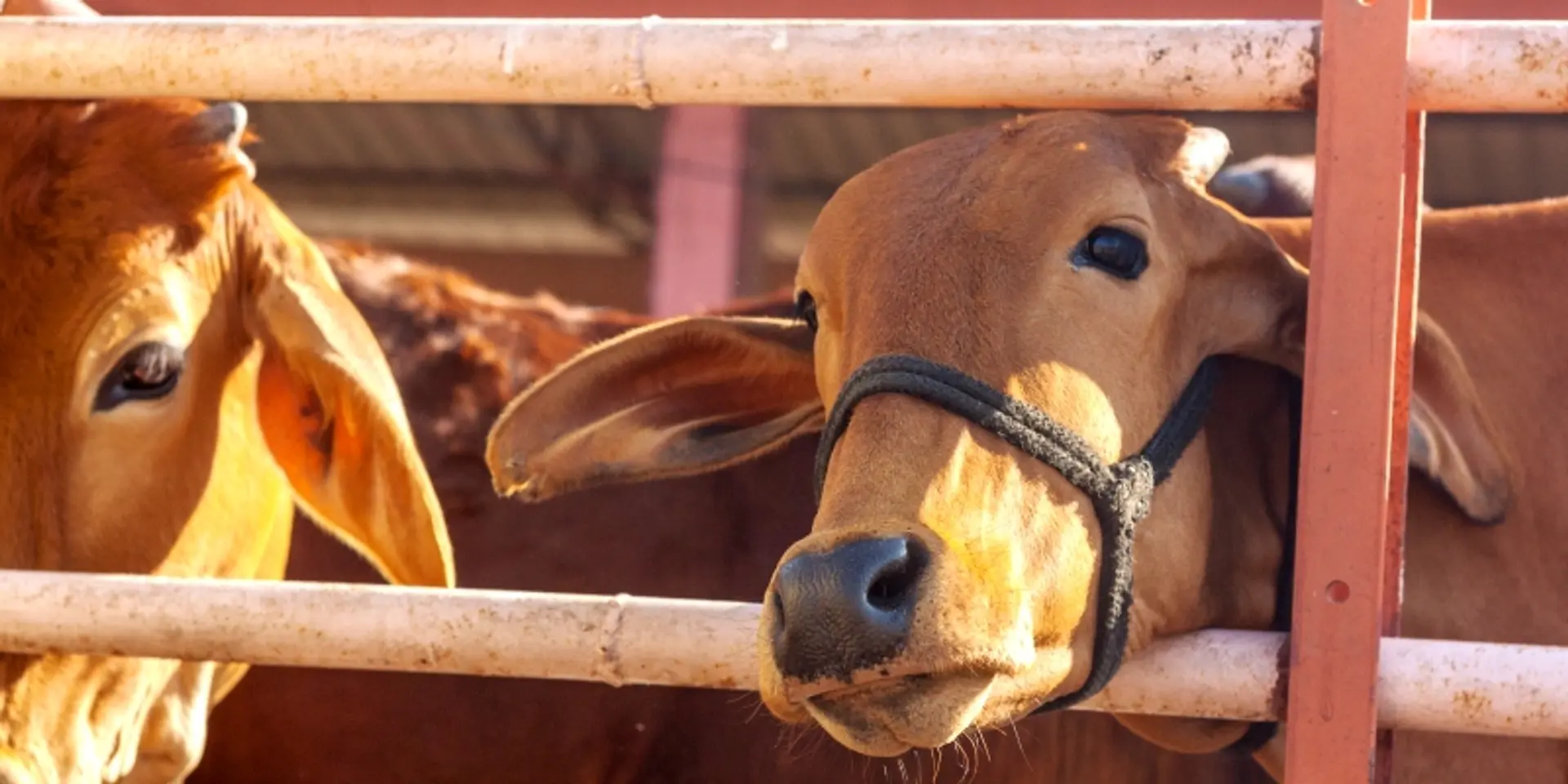 To beef or not to beef, that is the question