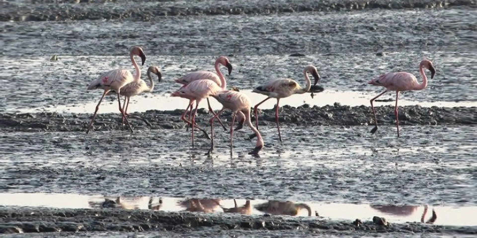 Mumbai needs to wake up and save the 5K acres of mangroves under serious threat