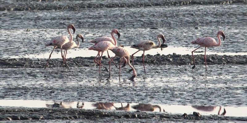 Mumbai needs to wake up and save the 5K acres of mangroves under serious threat