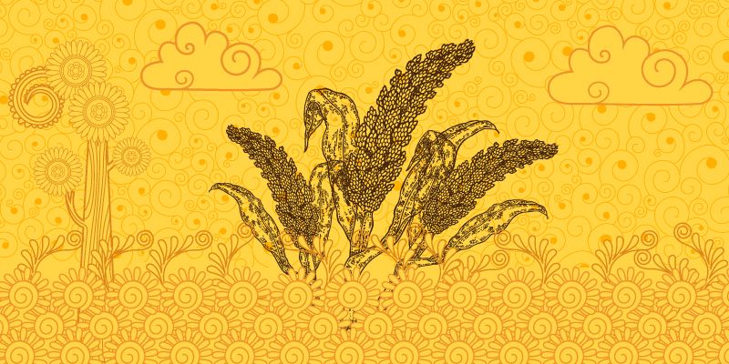 Can research revolutionise millets?
