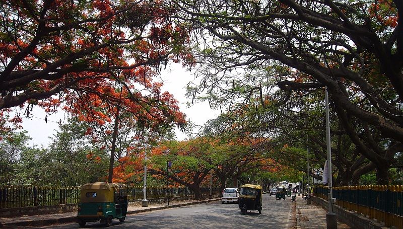 Discovered in Madagascar in the 19th century, Gulmohar trees are painting this city red