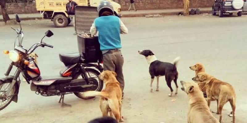 Dogs in Delhi are getting fed, thanks to Anjali
