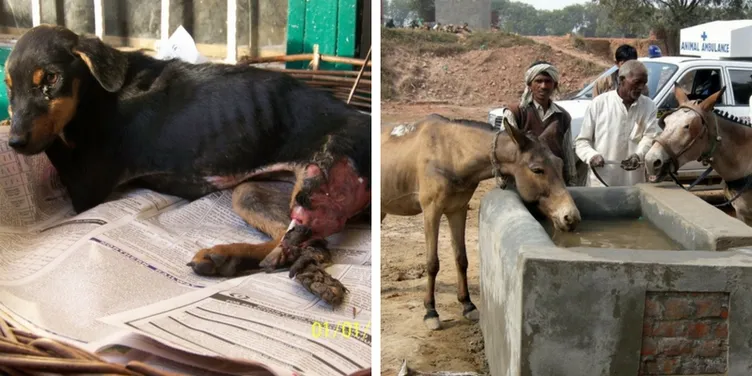 Over 20k injured, abandoned animals have found new life, thanks to this  Delhi-based NGO
