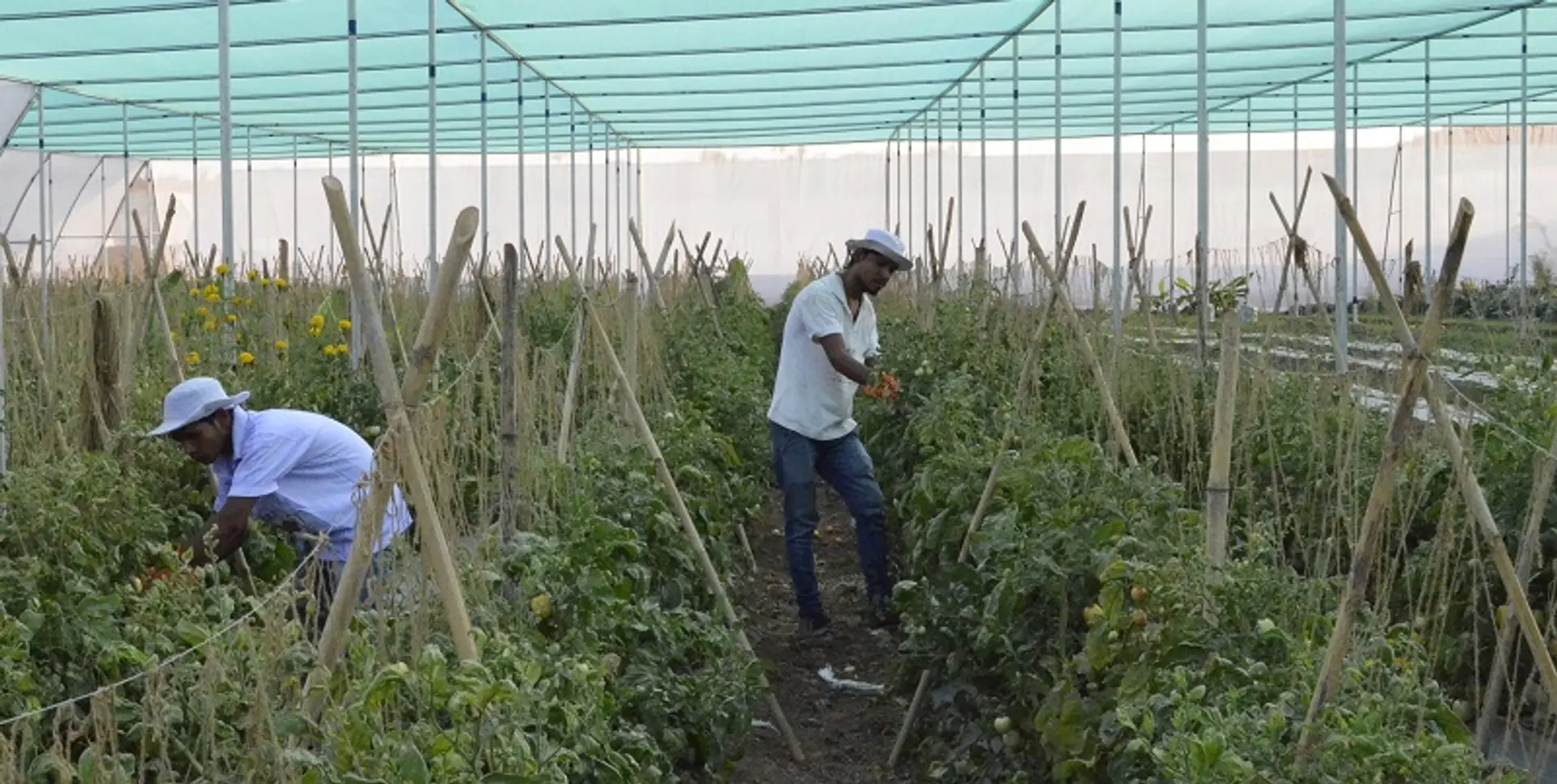 How these agri-startups are helping farmers battle drought and poverty