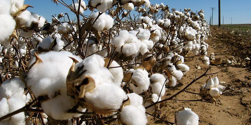 Non-compliance of guidelines led to the resistance of cotton pest