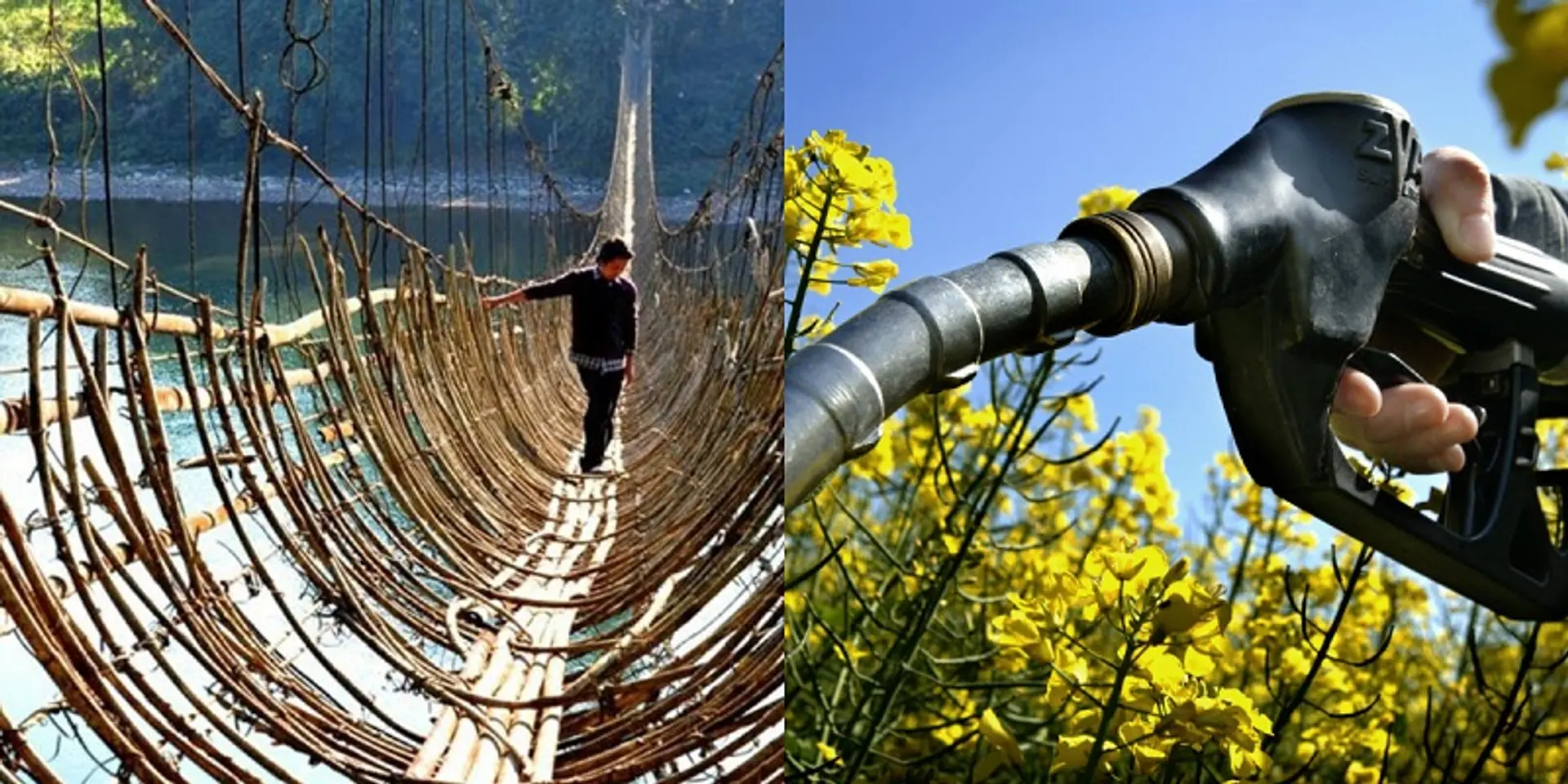 Assam refinery to process biofuel from Arunachal bamboo