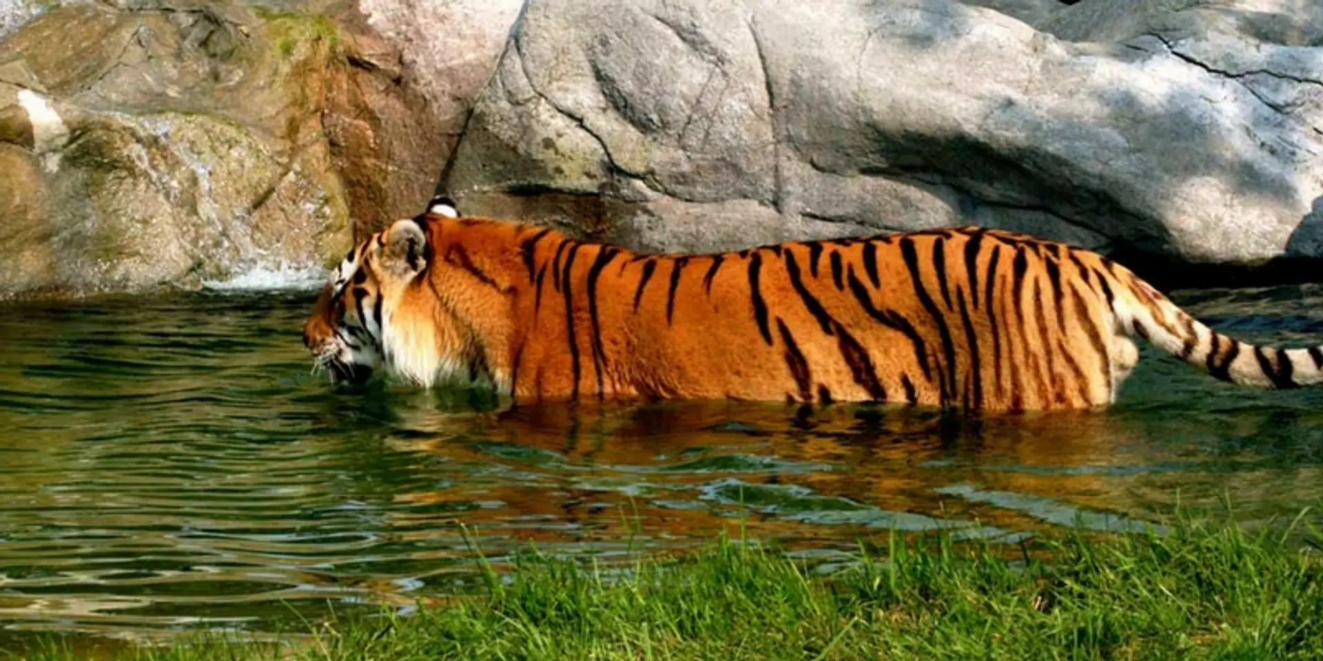 Tigers population increases from 83 to 104 in Kaziranga National Park