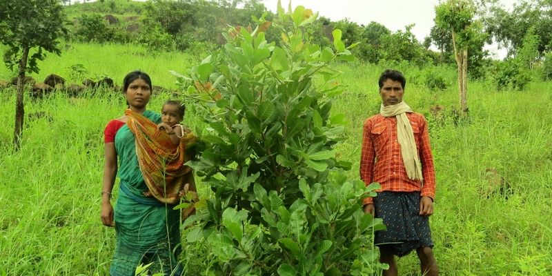 From starvation deaths to surplus: how farmers of an Odisha village revived traditional practices