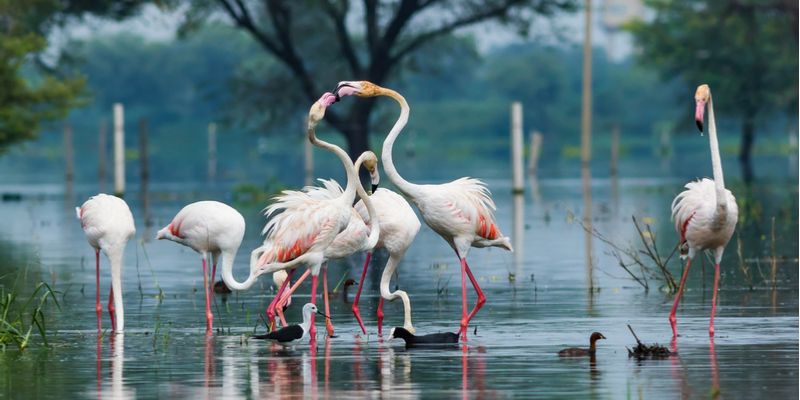 Summer of discontent: how Keoladeo is losing its integrity due to a water crisis