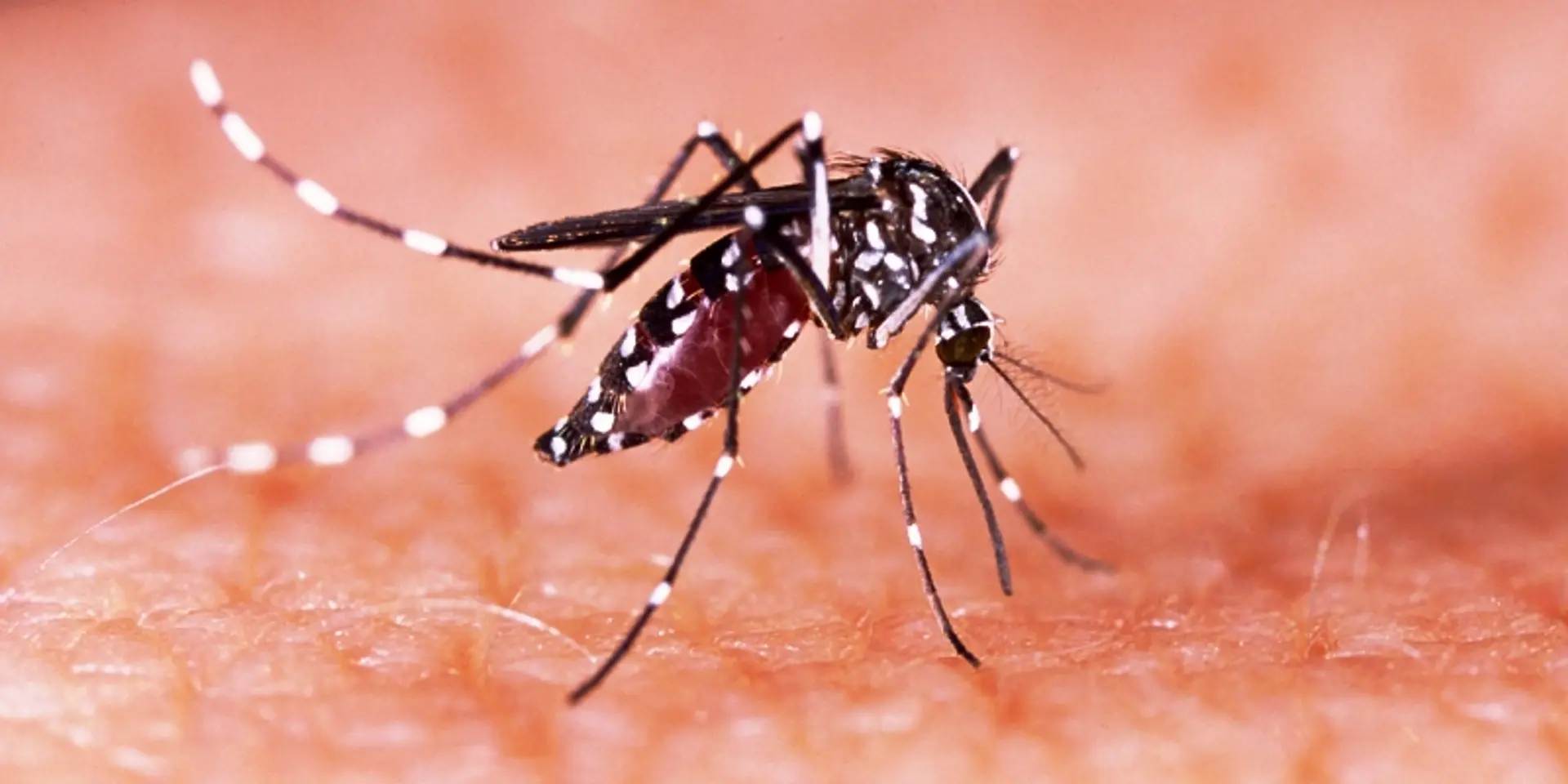 Why we can't blame just climate change for increase in dengue cases in the country