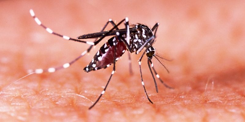 Why we can't blame just climate change for increase in dengue cases in the country