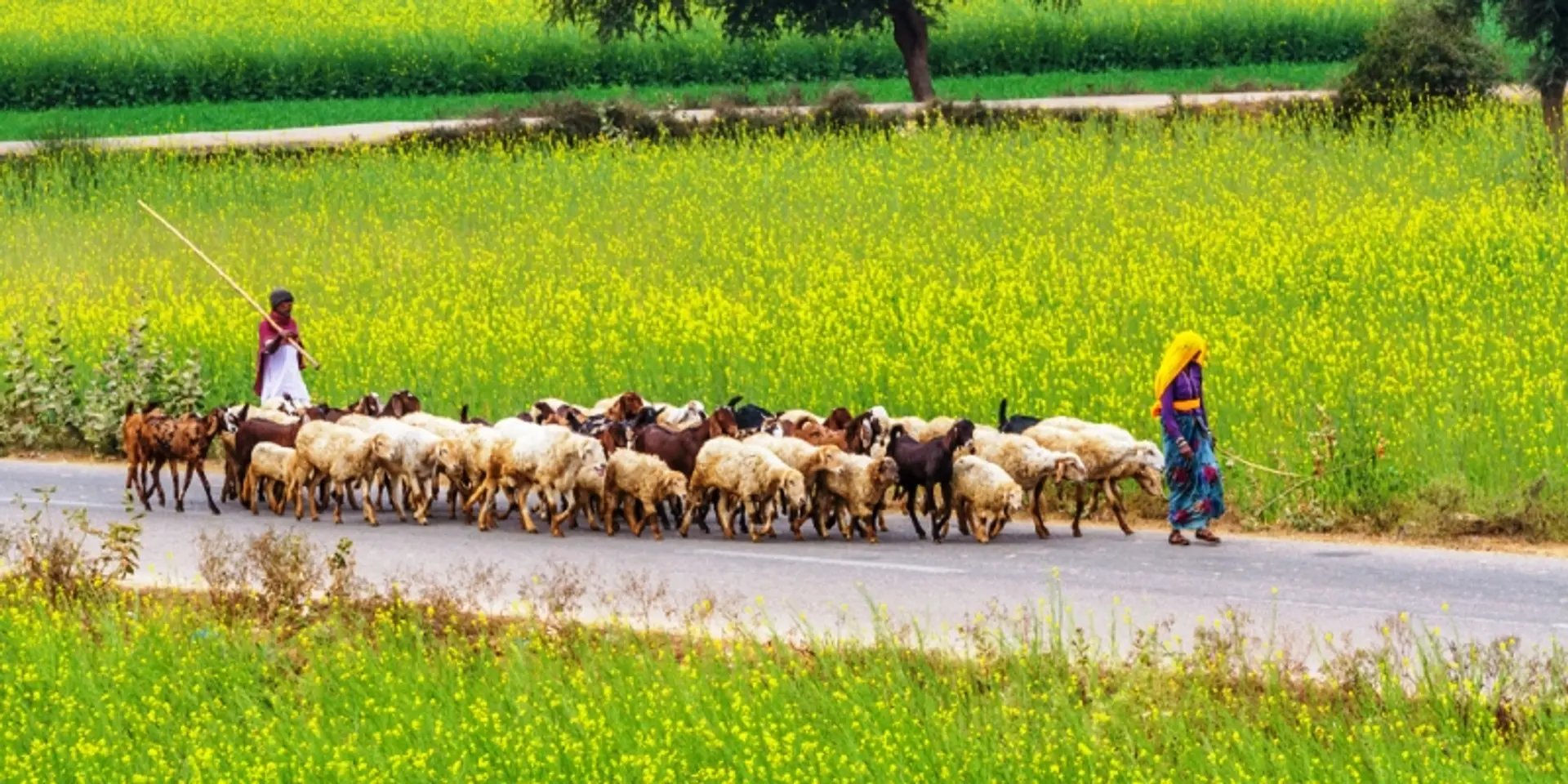 GM Mustard raises critical questions no one is willing to answer