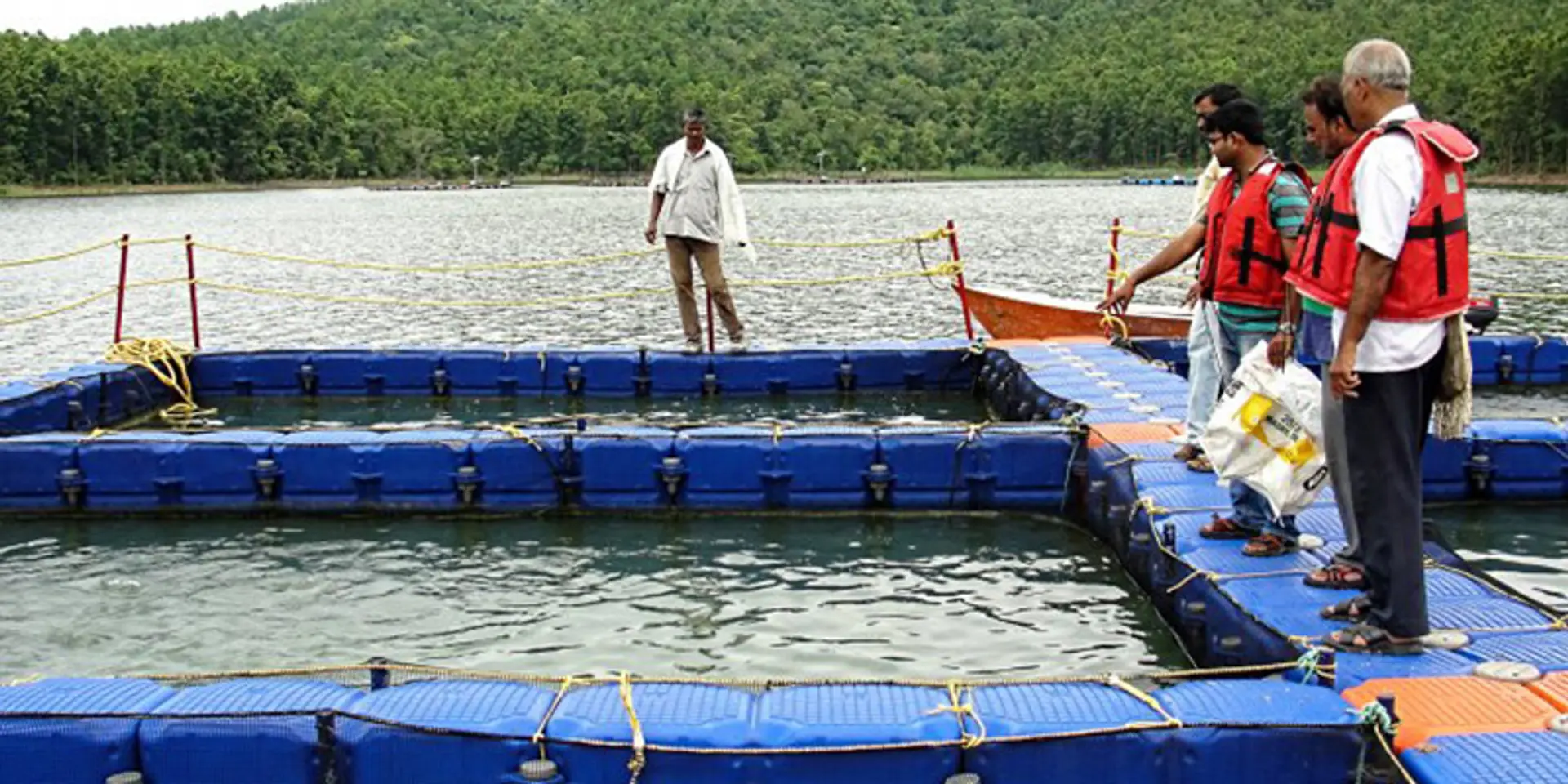 In Jharkhand: When farmer lost their land to a dam, 2,000 of them took up fishing—in cages