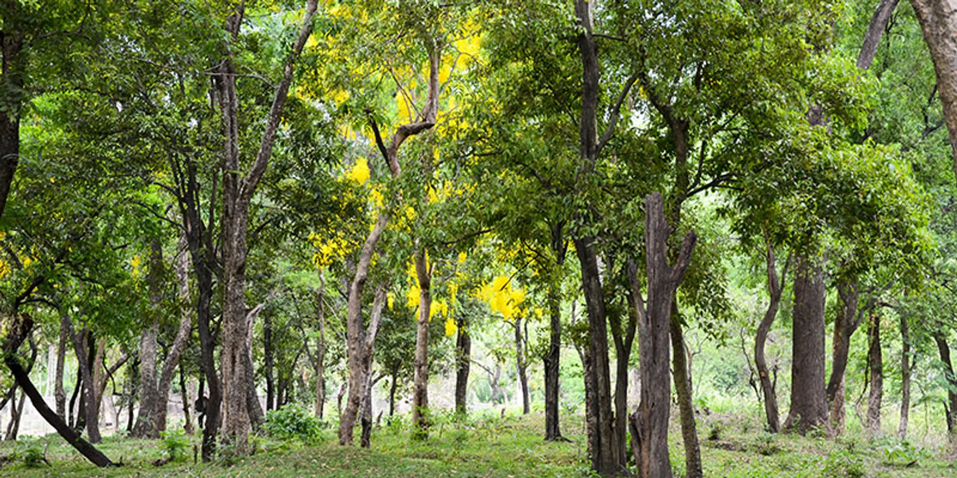 Forest Rights Act (FRA) is a game changer but there's still a lot of ground to be covered