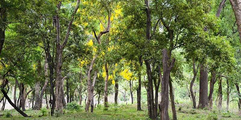 India is now among the top 10 countries in the world with most forest area