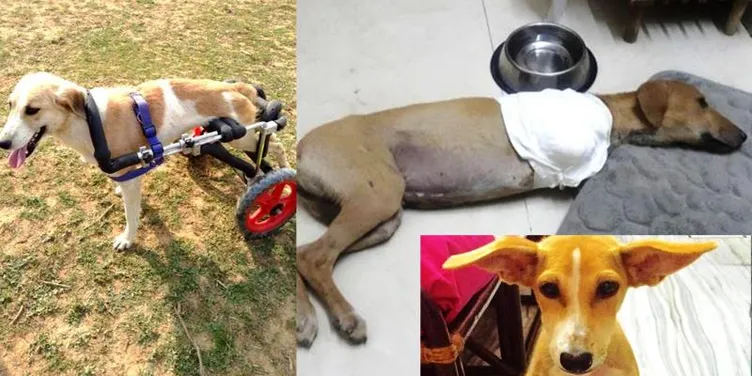 Gurgaon-based Umeed has rescued hundreds of disabled animals