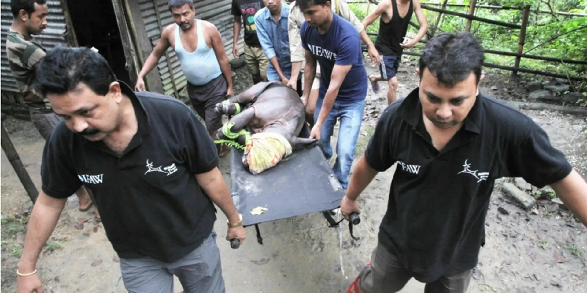As Kaziranga floods, this campaign is rescuing wild animals before it's too late