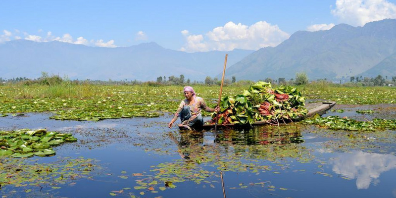 Once the pride of Kashmir, Wular Lake now struggles for survival