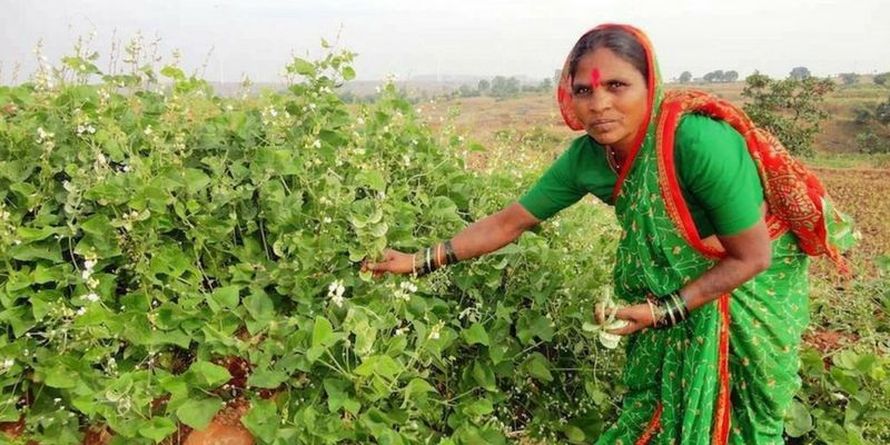 Meet Rahibai Soma Popere: the Seed Mother of Maharashtra