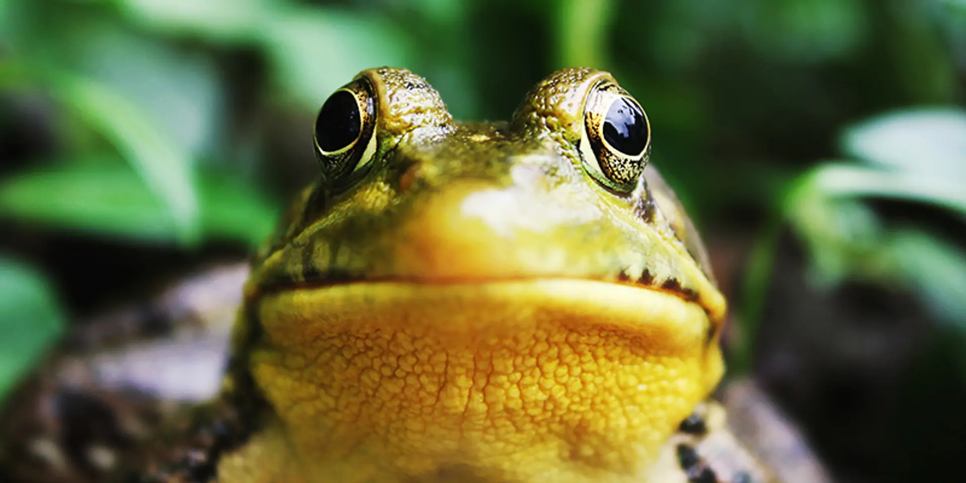 Do Angels win because they have to kiss 10,000 frogs to find which one turns into a prince?