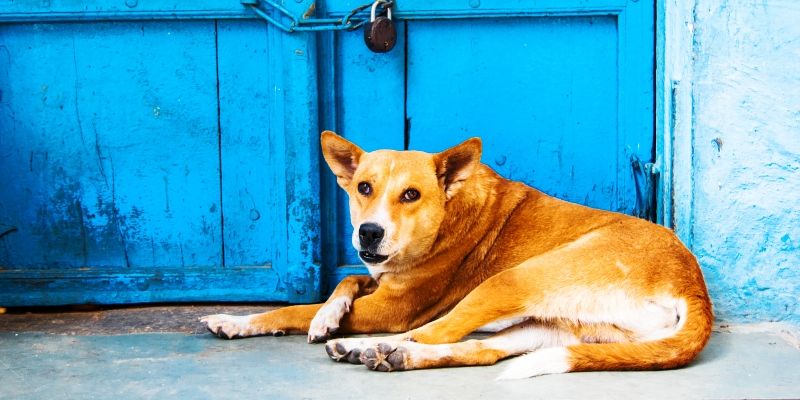 What does India's first Centre for Animal Law mean for our furry friends?