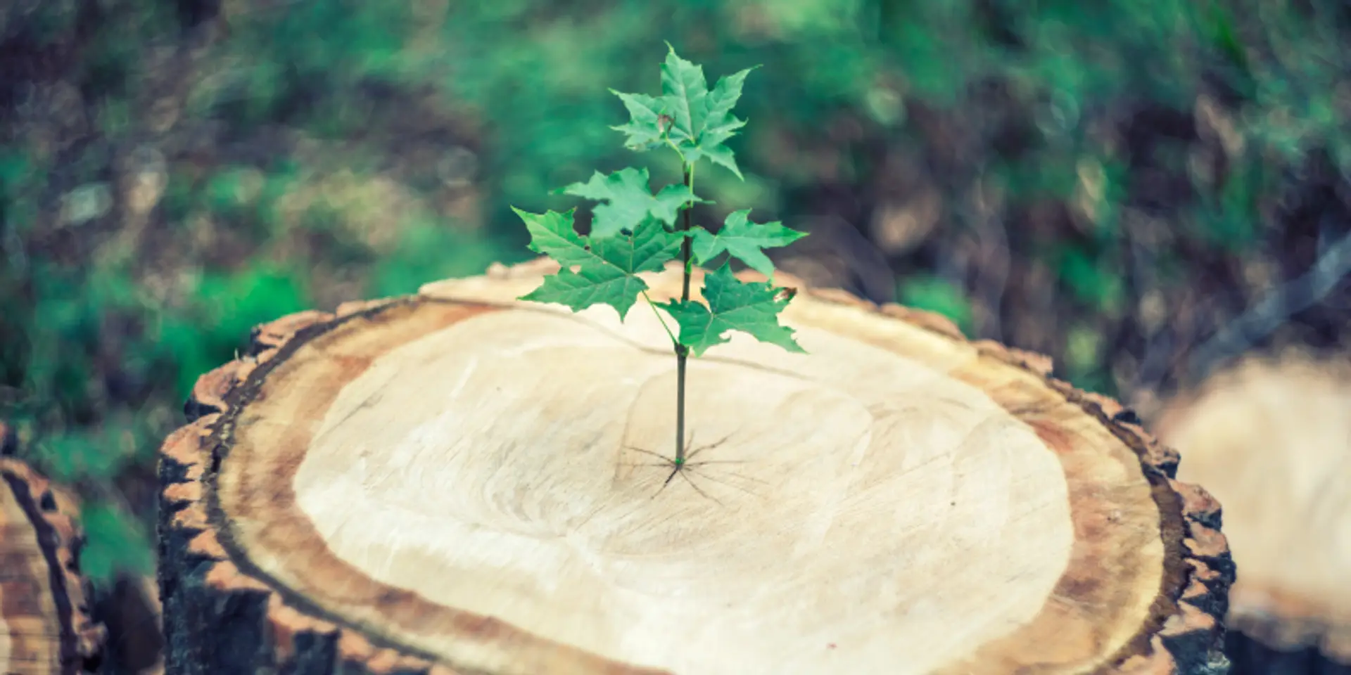 Steps entrepreneurs can follow to bounce back for a second innings
