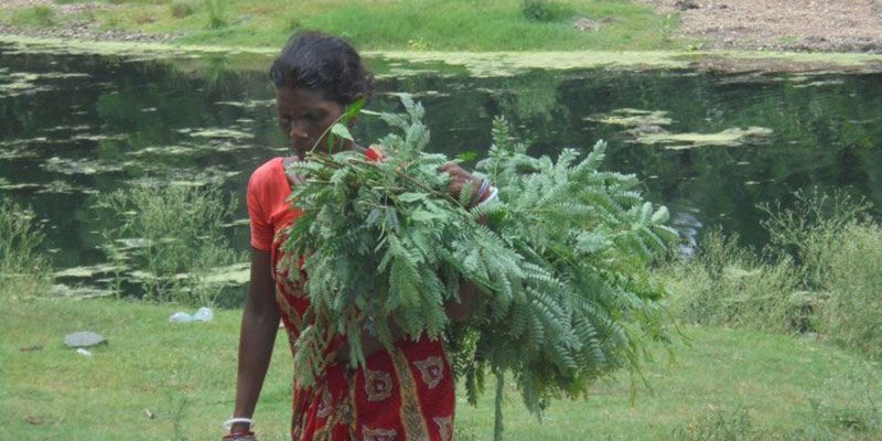 How Rashtriya Krishi Vikas Yojana has led to empty fields instead of revitalising agriculture