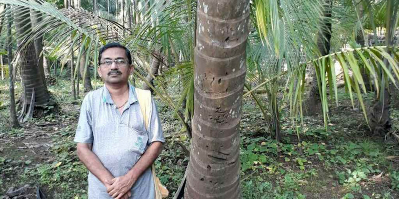 Coconut groves flourish in Rajasthan's desert, providing livelihoods to many