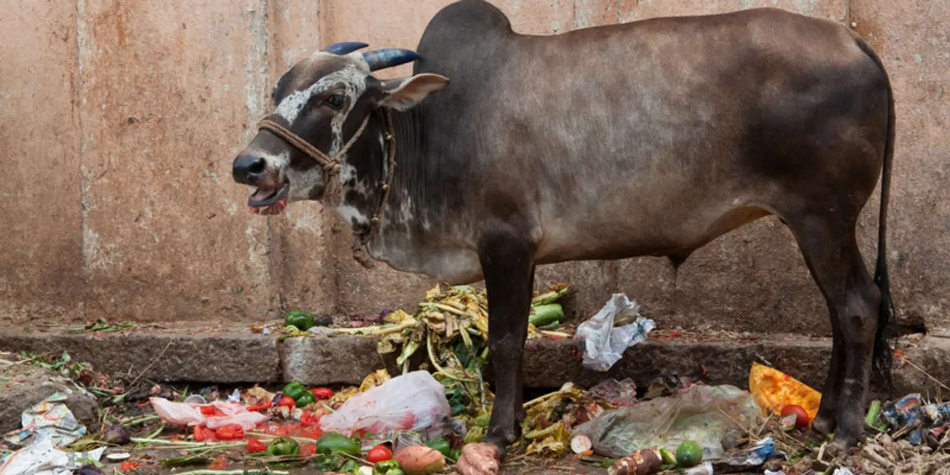 Closing the loop: why we need to ensure urban organic waste reaches local farms