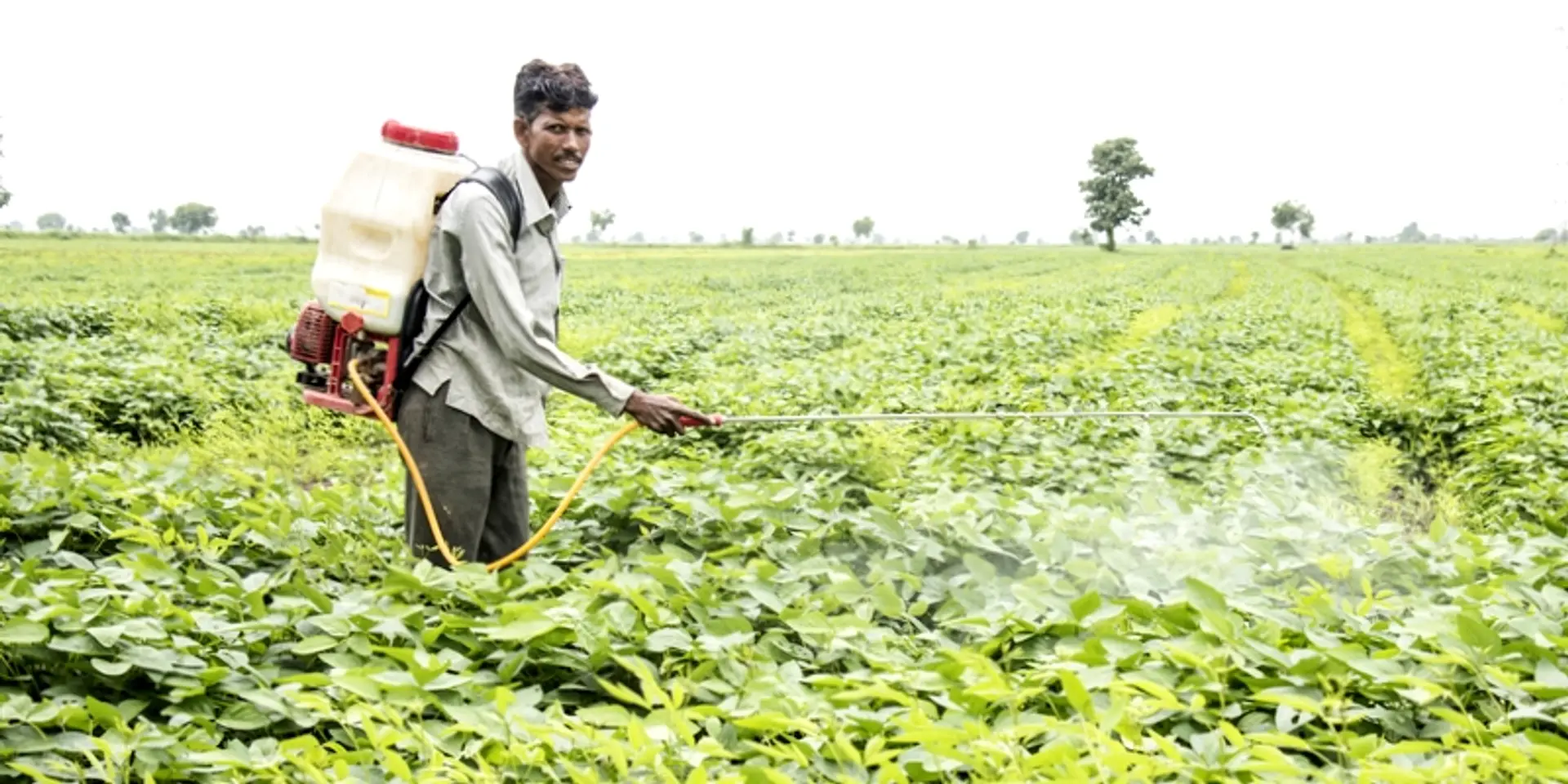 Blinded, poisoned, and suffocated: how pesticides are destroying our farmers