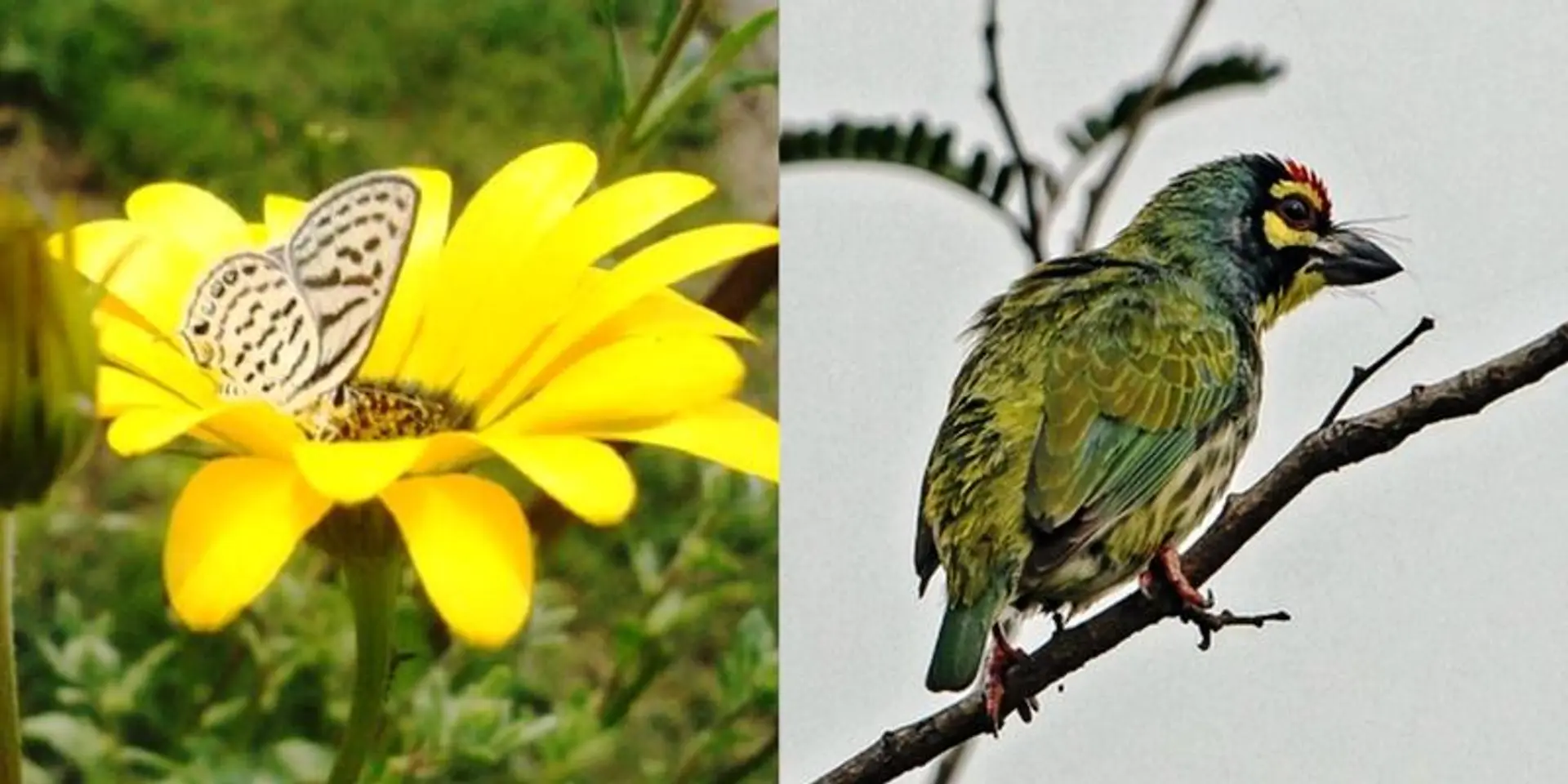 How this biodiversity park is fighting pollution in Delhi