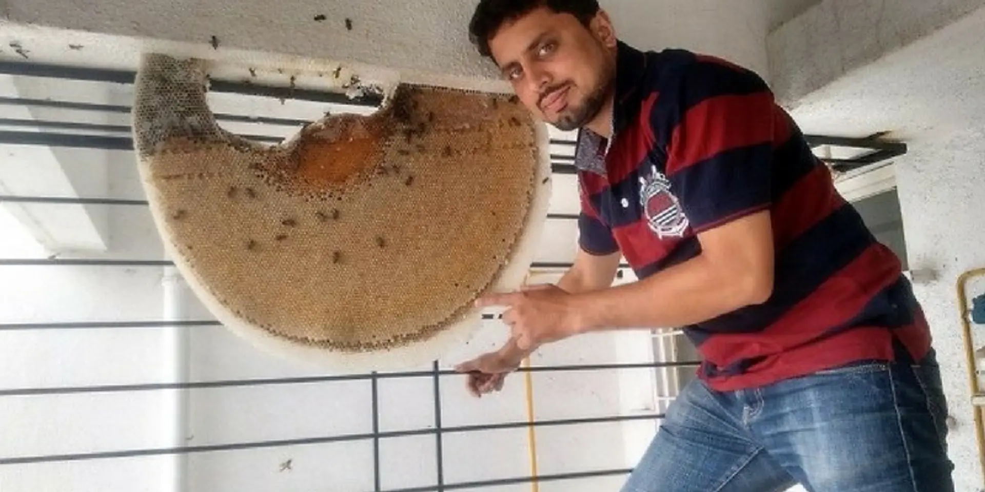 This techie quit a high-paying job to conserve bees