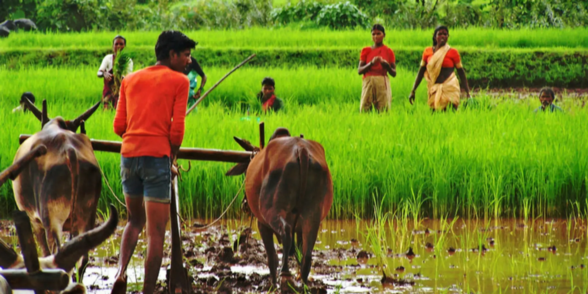 The unsuitable boy of India’s cattle economy