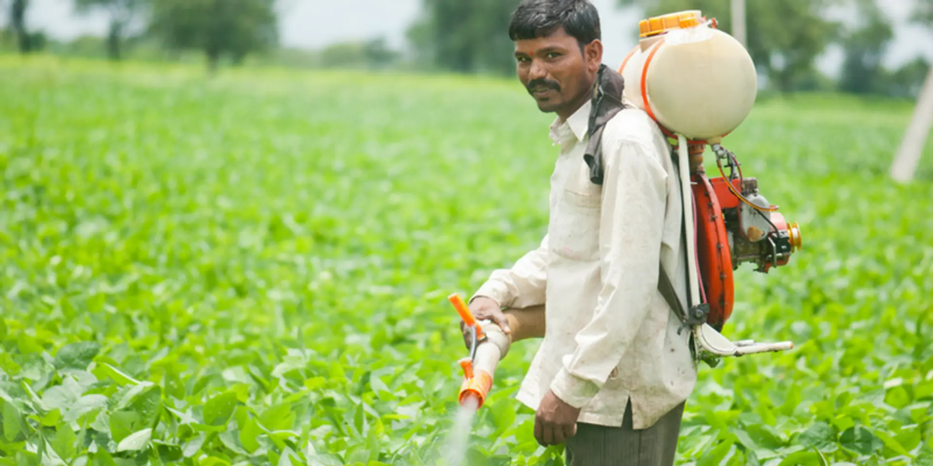 How curd-based fertilisers are bringing down farming costs in Bihar