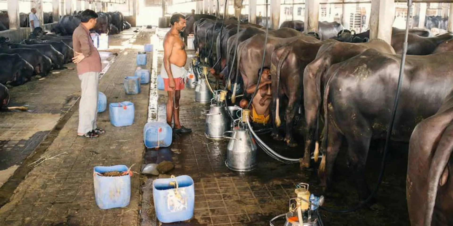 What farmer producer enterprises need to do to succeed in India
