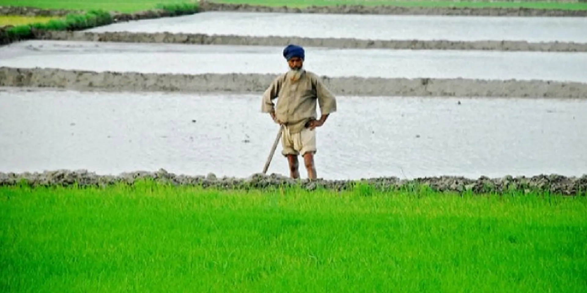 Rice cultivation continues to rule in Punjab as farmers lack alternatives
