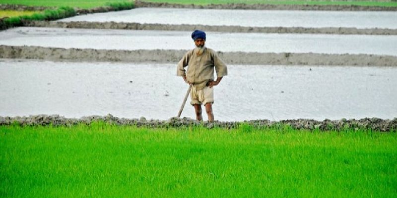 Rice cultivation continues to rule in Punjab as farmers lack alternatives