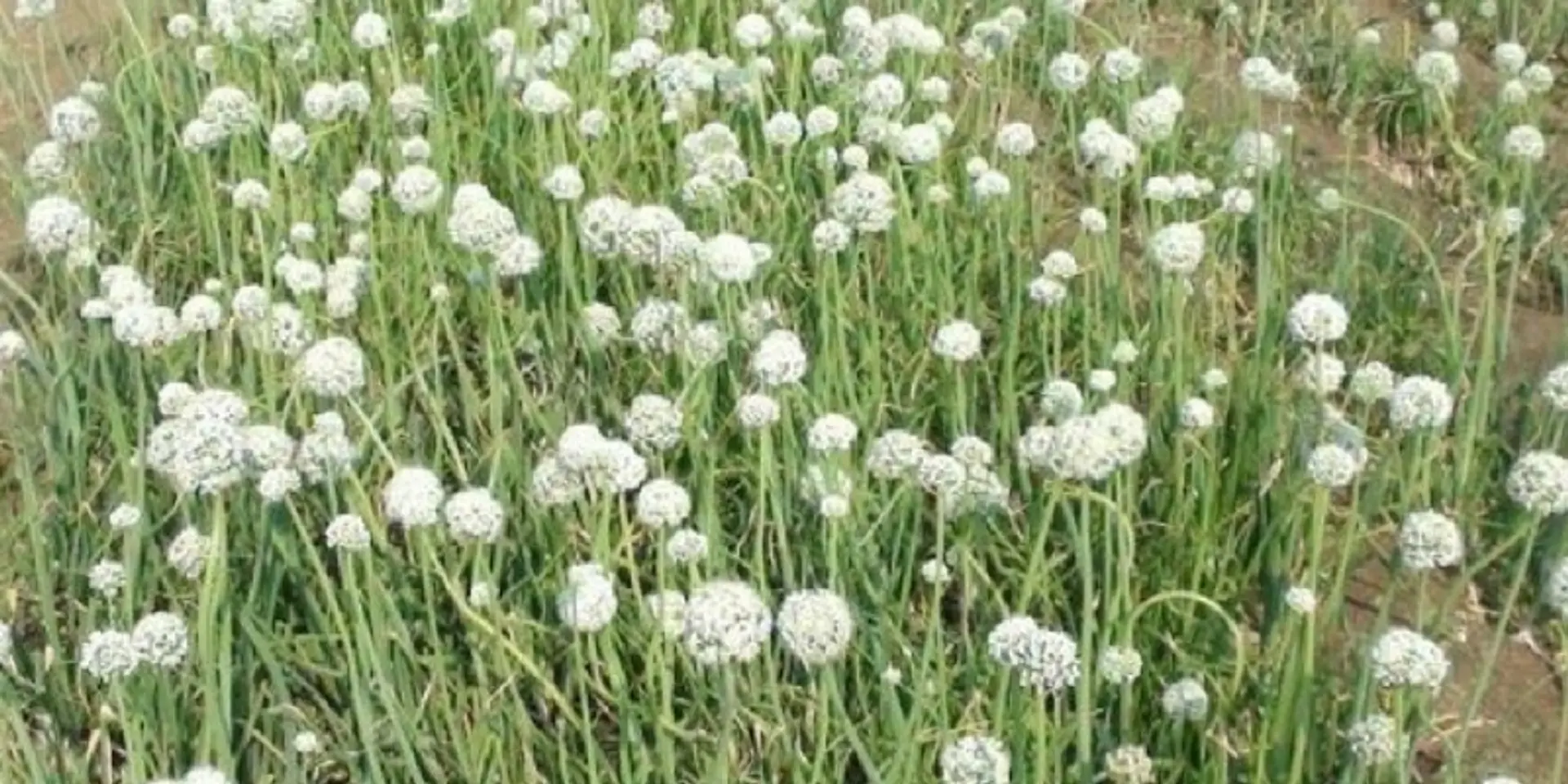 How local weather stations can boost crop production in India
