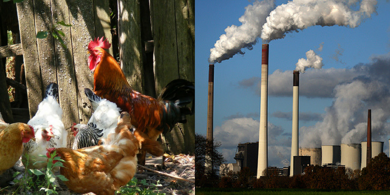 Biomass converted from chicken excreta an alternative to coal