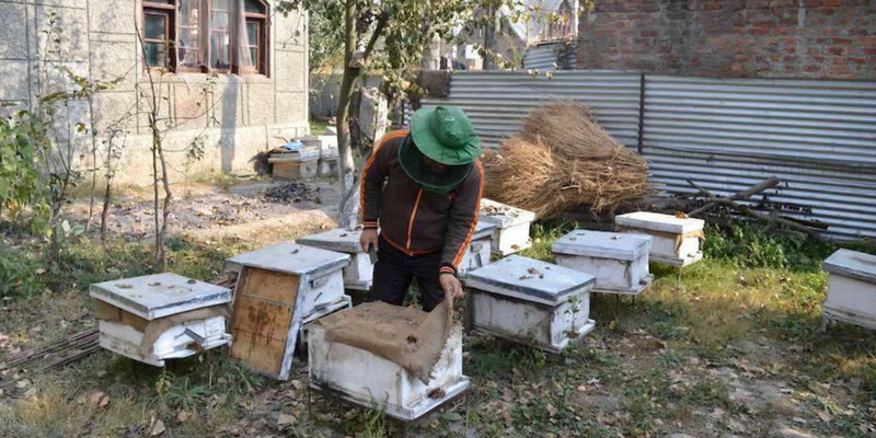 Thanks to its farmers, Kashmir is a land of honey