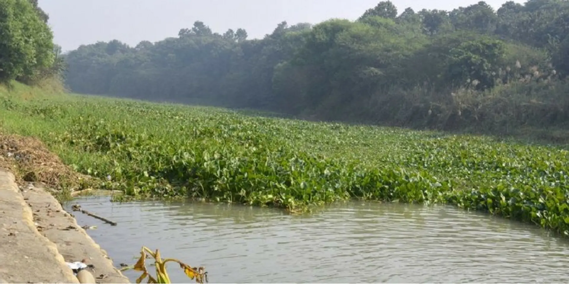 As development plans go awry, migratory birds skip Kanjli wetland
