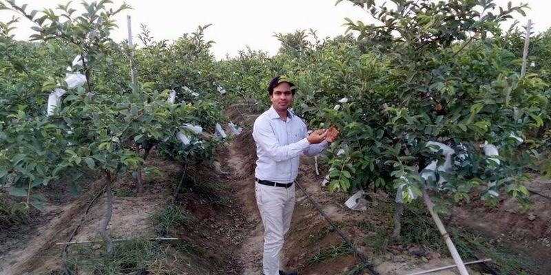 This engineer quit his job to grow jumbo guavas, sells them at Rs 500 a kilo