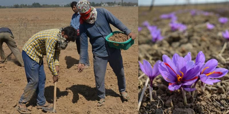 Why is saffron dying a slow death in Kashmir?