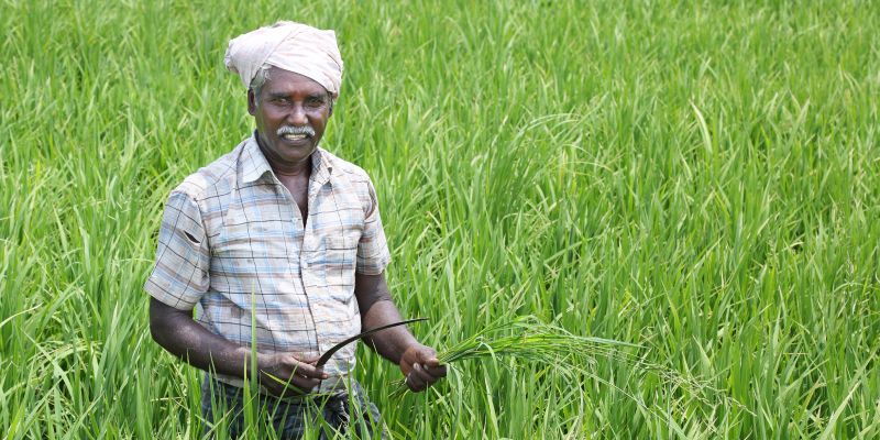 Microsoft AI helping Indian farmers increase crop yields