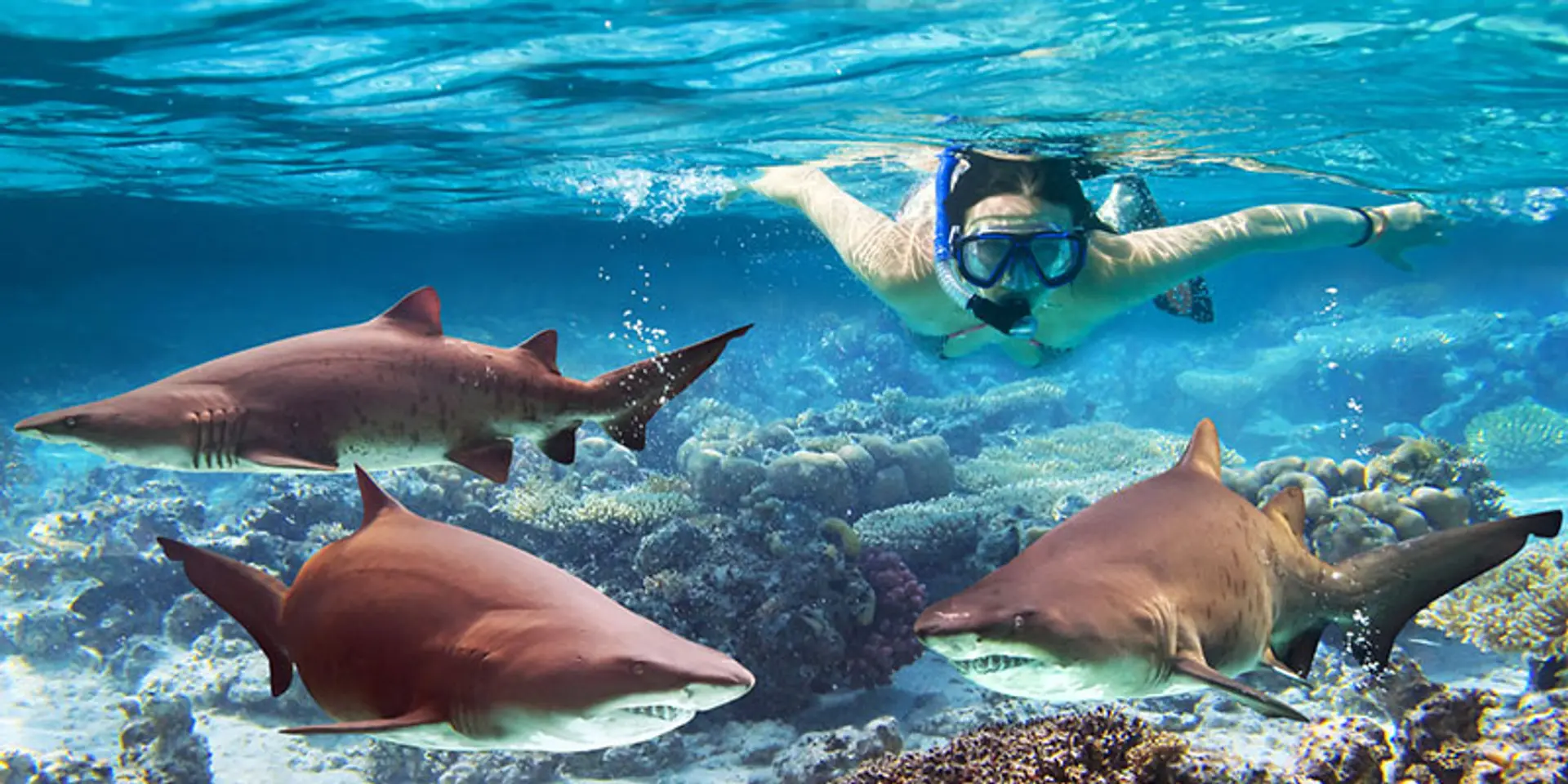 Think like sharks to swim with sharks