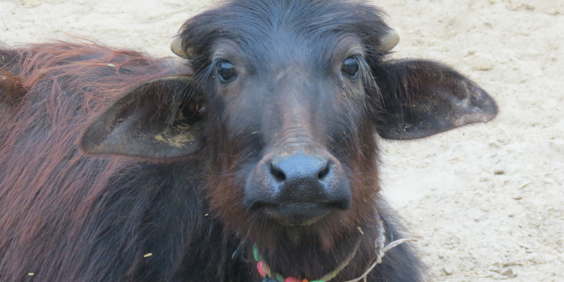 Abandoned, engineered, slaughtered: dairy industry decides the fate of India’s bulls