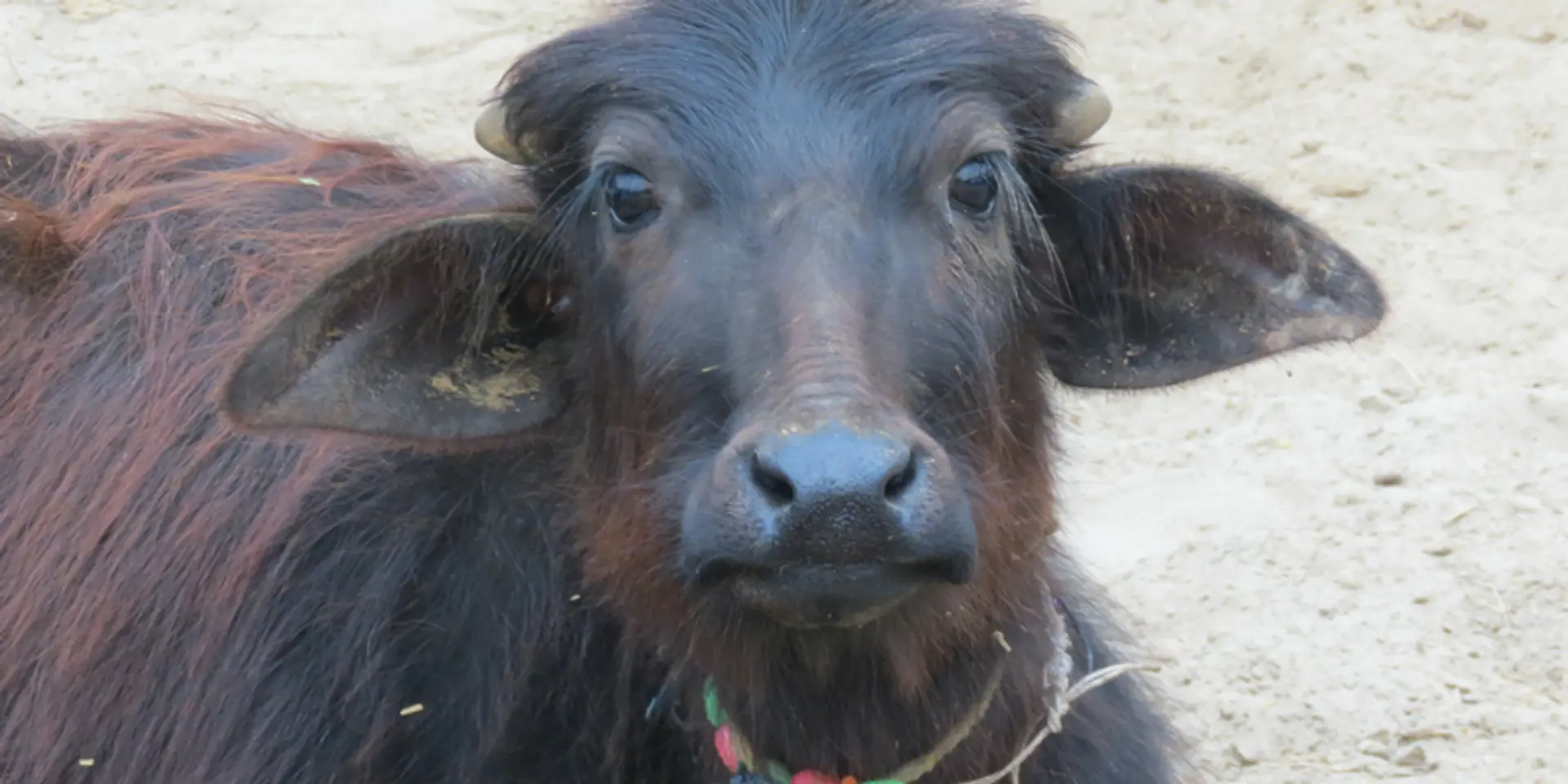 Abandoned, engineered, slaughtered: dairy industry decides the fate of India’s bulls