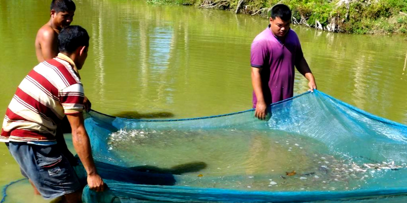 These youngsters from Assam are netting healthy incomes from fish seeds