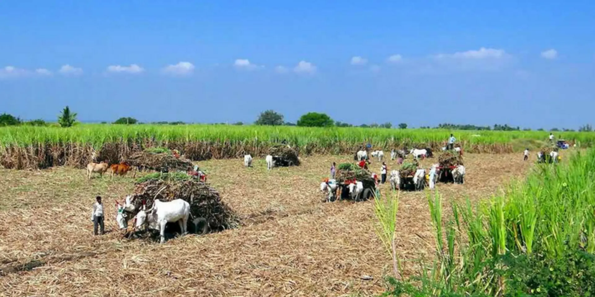 Why new farmer producers’ organisations need to be nurtured
